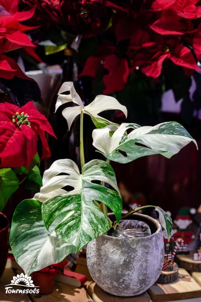 Plante d'intérieur Monsera Variegata luxuriante dans un pot en céramique, populaire pour son feuillage piqueté